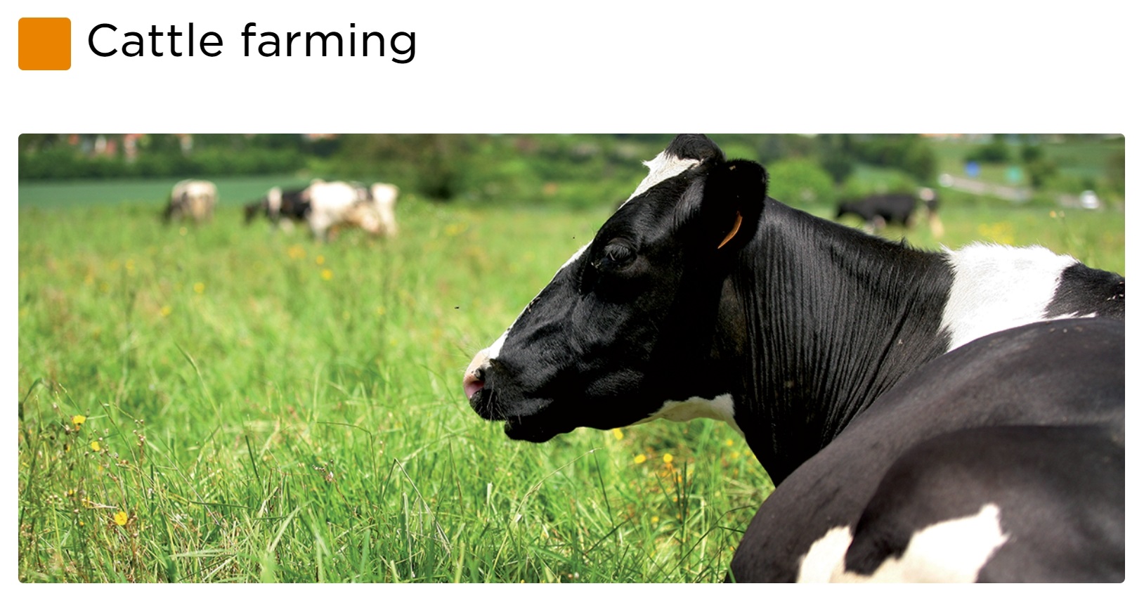 Dosatron Cattle Farming