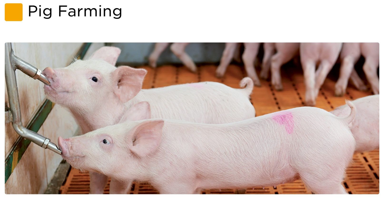 Dosatron Pig Farming